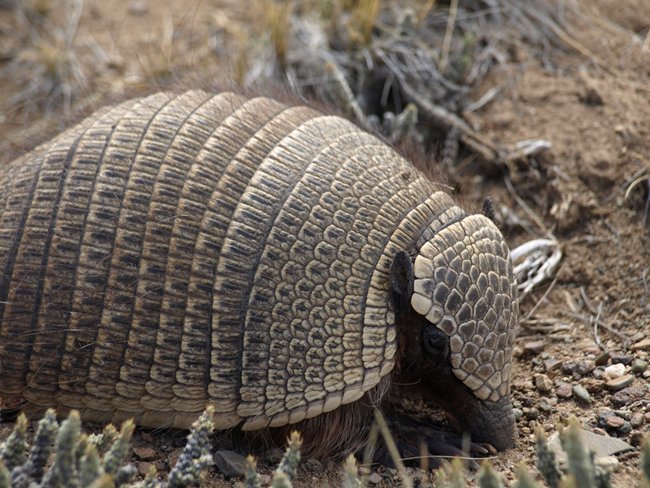 ../../Pictures/231209/052 Peludo.JPG